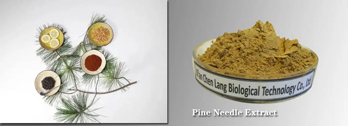 Pine Needle Extract Supplier.jpg